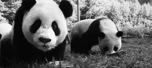 tumblr_o1fbr114Gc1uzjikao1_500